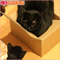 母猫の愛_a0389088_17543043.jpg