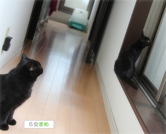 母猫の愛_a0389088_17543046.jpg