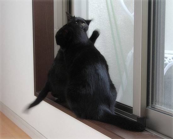 母猫の愛_a0389088_17543072.jpg