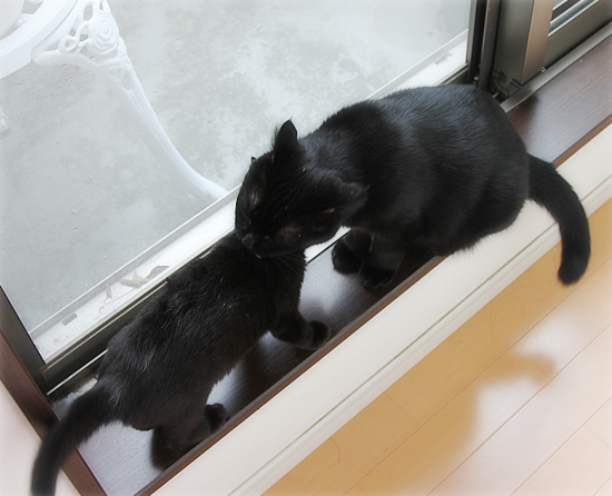 母猫の愛_a0389088_17543073.jpg