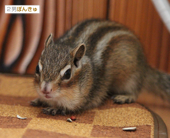 ご報告_a0389088_17551597.jpg