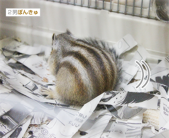 おけつ萌え_a0389088_17554743.jpg