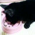 誰もが、気づかぬうちに(あいちゃん追悼ウィーク)_a0389088_17561107.gif