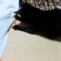 誰もが、気づかぬうちに(あいちゃん追悼ウィーク)_a0389088_17561117.gif