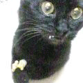 誰もが、気づかぬうちに(あいちゃん追悼ウィーク)_a0389088_17561157.gif