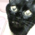 誰もが、気づかぬうちに(あいちゃん追悼ウィーク)_a0389088_17561174.gif