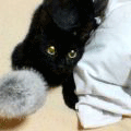 誰もが、気づかぬうちに(あいちゃん追悼ウィーク)_a0389088_17561199.gif
