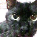 誰もが、気づかぬうちに(あいちゃん追悼ウィーク)_a0389088_17561272.gif