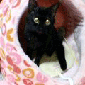 幸福(あいちゃん追悼ウィーク)_a0389088_17561413.gif