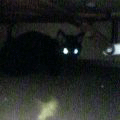 幸福(あいちゃん追悼ウィーク)_a0389088_17561441.gif
