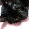 幸福(あいちゃん追悼ウィーク)_a0389088_17561444.gif