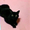 幸福(あいちゃん追悼ウィーク)_a0389088_17561470.gif