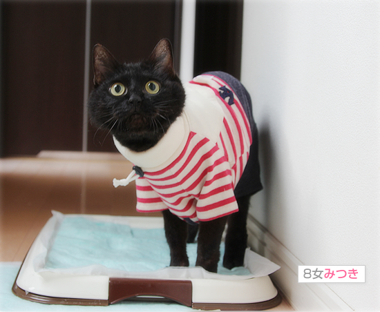 春夏コレクション_a0389088_17583756.jpg