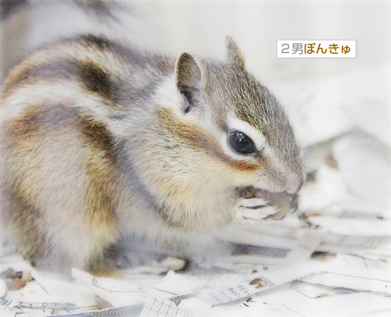 春のリス事情_a0389088_17591531.jpg