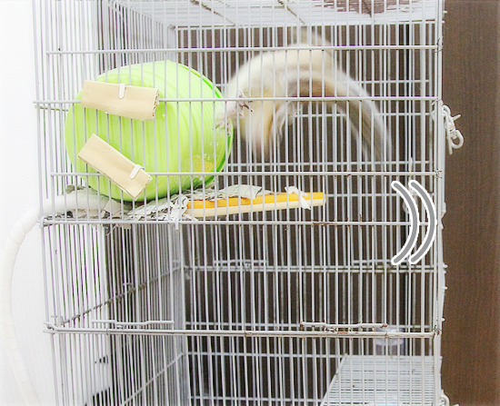 春のリス事情_a0389088_17591631.jpg