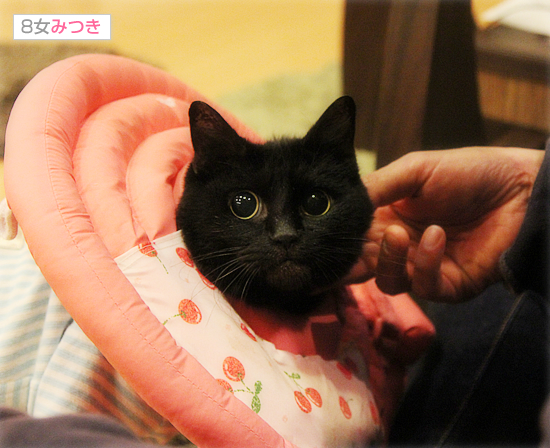 新しいオトウサン_a0389088_17595365.jpg