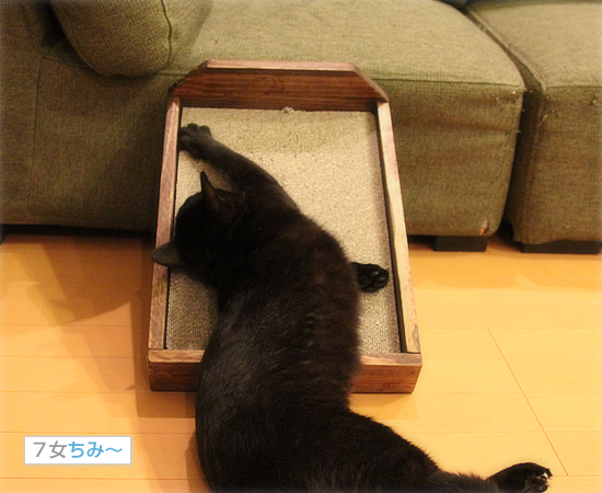 猫使いには、まだ早い_a0389088_17595519.jpg