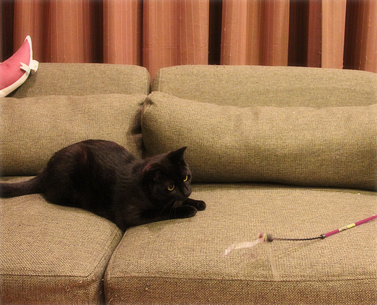 猫使いには、まだ早い_a0389088_17595529.jpg