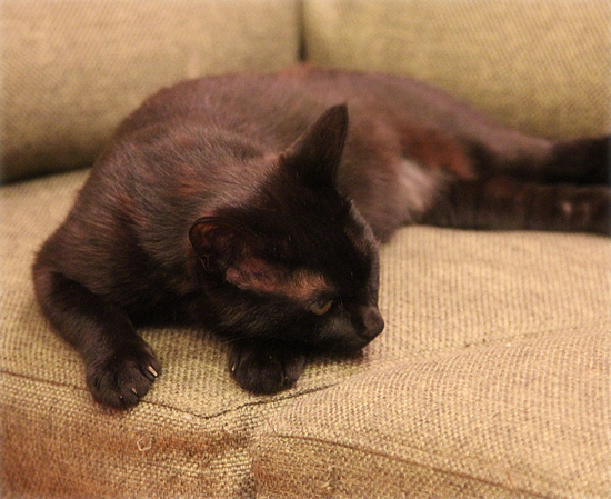 猫使いには、まだ早い_a0389088_17595627.jpg
