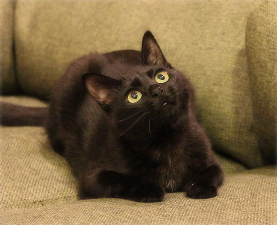 猫使いには、まだ早い_a0389088_17595650.jpg