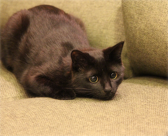 猫使いには、まだ早い_a0389088_17595656.jpg
