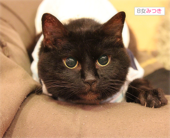 猫使いには、まだ早い_a0389088_17595682.jpg