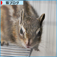 我が家のリス事情・ネコ事情_a0389088_18003931.jpg