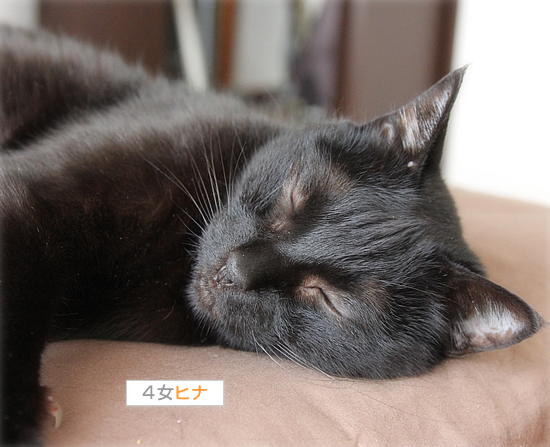 我が家のリス事情・ネコ事情_a0389088_18003951.jpg