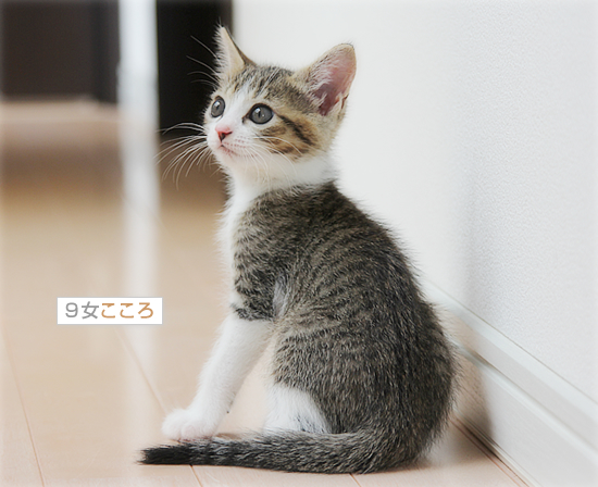 あたらしい、ねねさん_a0389088_18012911.jpg