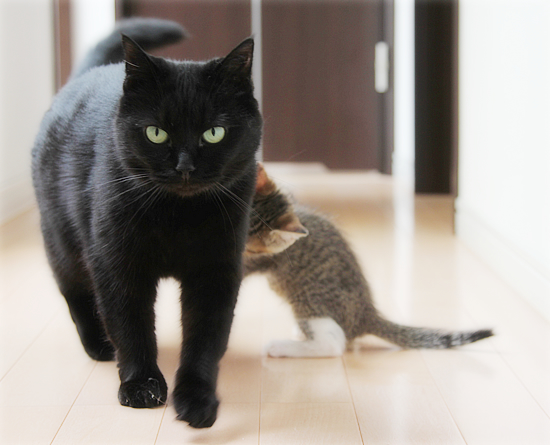 あたらしい、ねねさん_a0389088_18013010.jpg