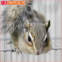 リスの巣作り_a0389088_18013460.jpg