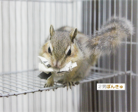 リスの巣作り_a0389088_18013466.jpg