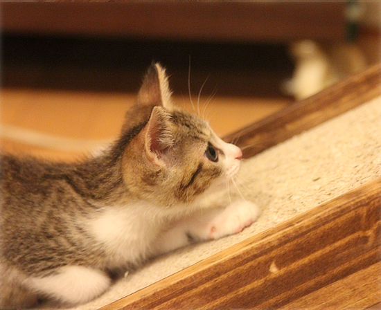 子猫ってやつは・・・_a0389088_18013558.jpg