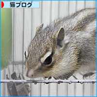 リスの巣作り_a0389088_18013571.jpg