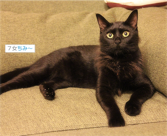 子猫ってやつは・・・_a0389088_18013581.jpg