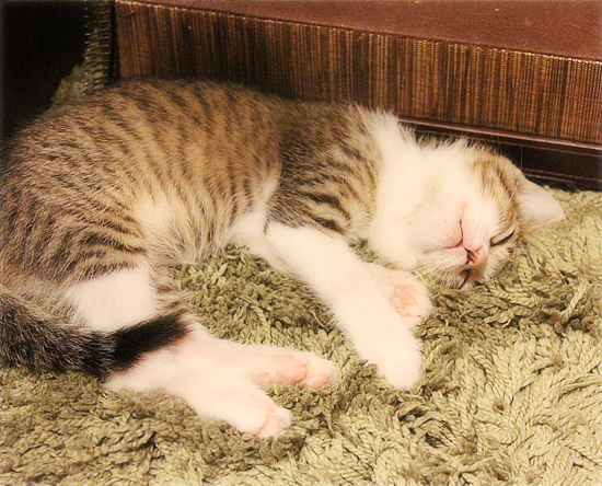子猫のじかん_a0389088_18013602.jpg
