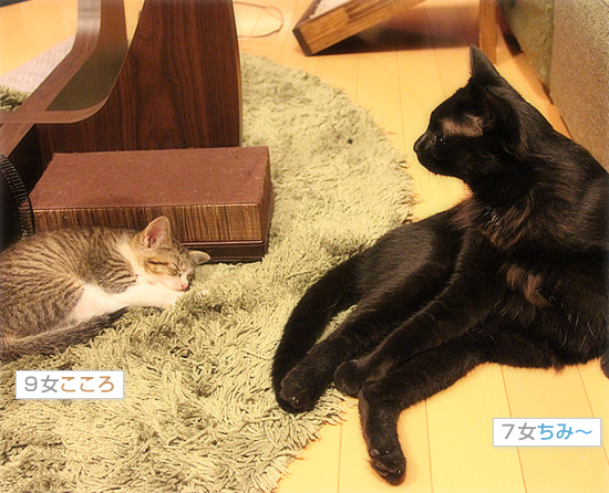 子猫のじかん_a0389088_18013631.jpg