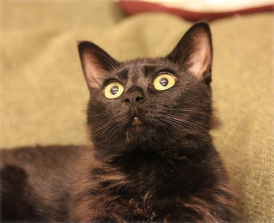 子猫ってやつは・・・_a0389088_18013648.jpg