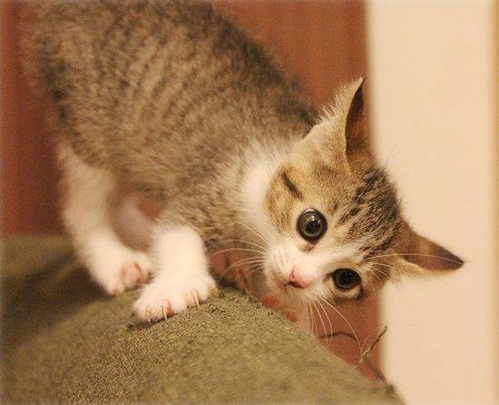 子猫ってやつは・・・_a0389088_18013657.jpg
