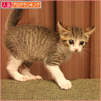 子猫ってやつは・・・_a0389088_18013662.jpg
