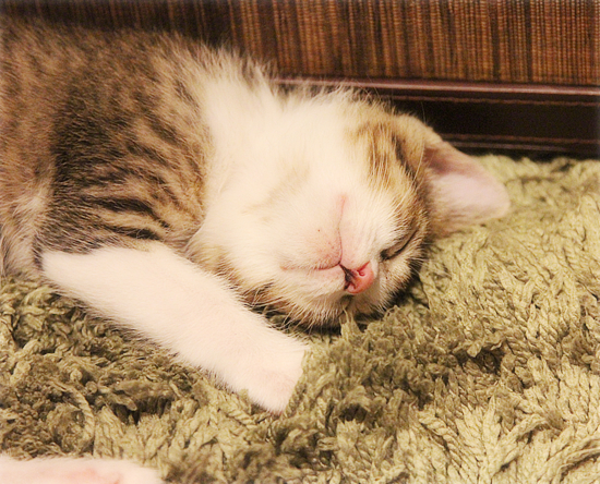 子猫のじかん_a0389088_18013710.jpg
