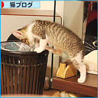 子猫のじかん_a0389088_18013738.jpg