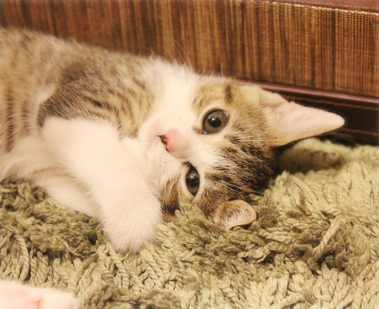 子猫のじかん_a0389088_18013750.jpg