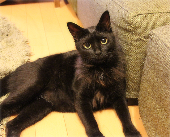 子猫のじかん_a0389088_18013787.jpg