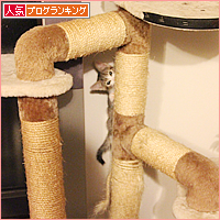 子猫のじかん_a0389088_18013791.jpg