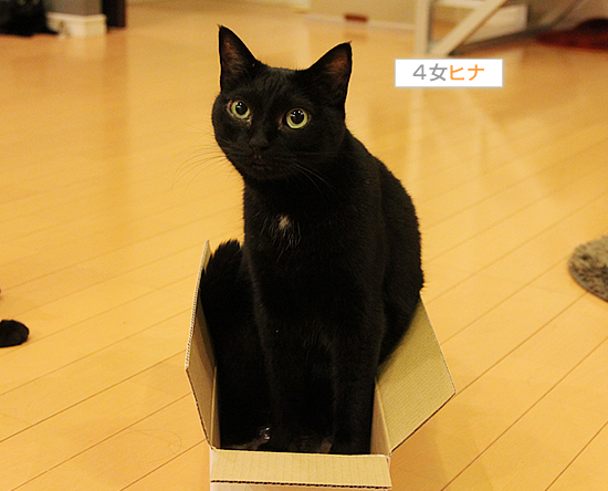 アラフォーの箱入り娘_a0389088_18013830.jpg