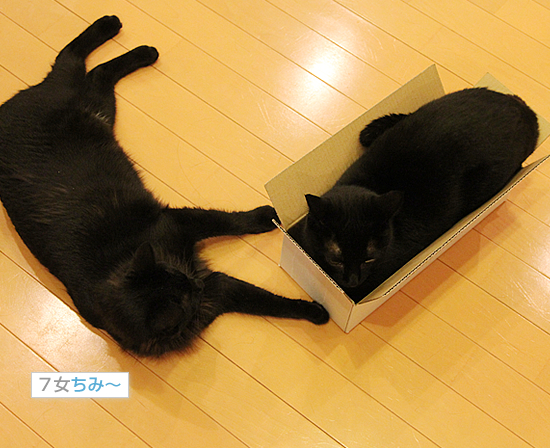 アラフォーの箱入り娘_a0389088_18013838.jpg
