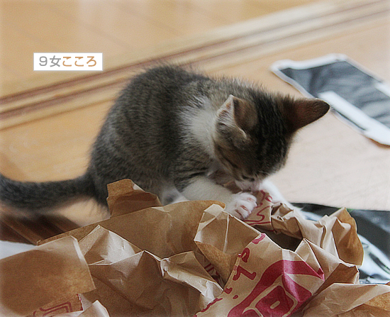 子猫の心を奪うのは_a0389088_18014039.jpg