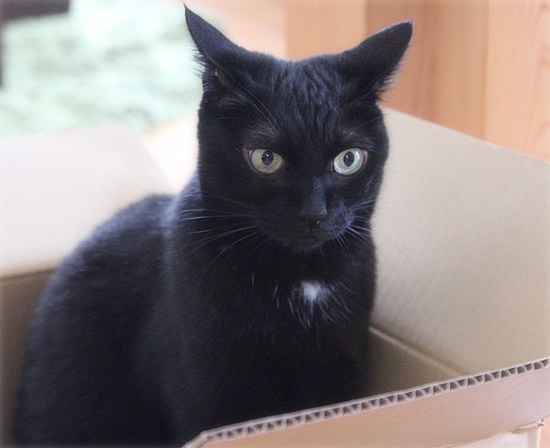 子猫の心を奪うのは_a0389088_18014045.jpg