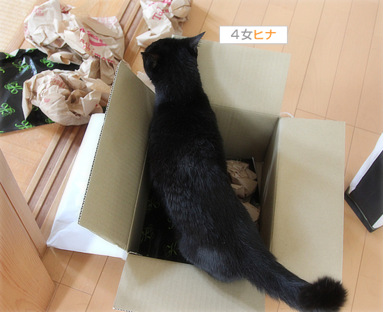 子猫の心を奪うのは_a0389088_18014058.jpg